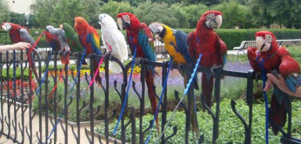many large macaws on a fence all wearing aviator harnesses