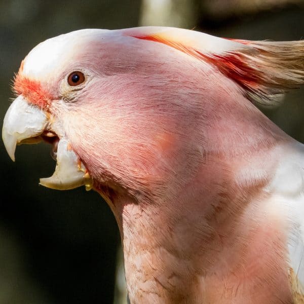 Major Mitchell Cockatoo screaming