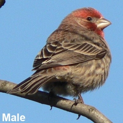 male Mexican house finch What Are the Characteristics of the American Goldfinch?