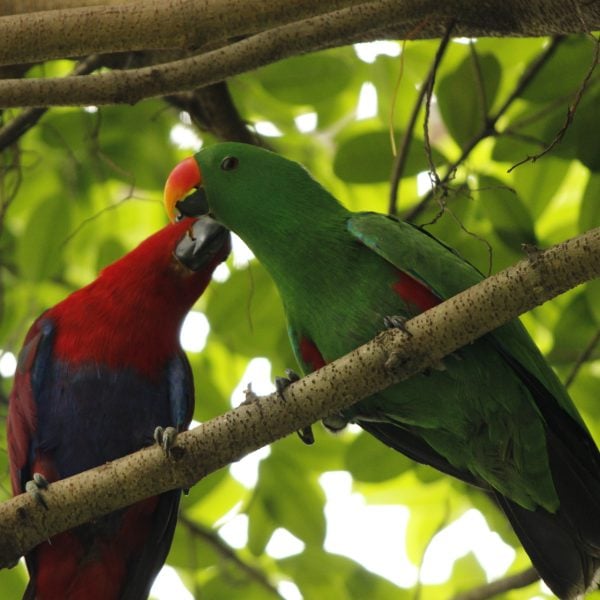 male and female eclectus parrot eclectus perched on a branch