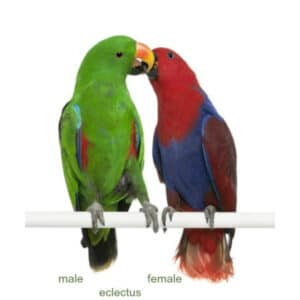 Does It Matter What Sex My Bird Is as Long as He or She Knows Its Name?