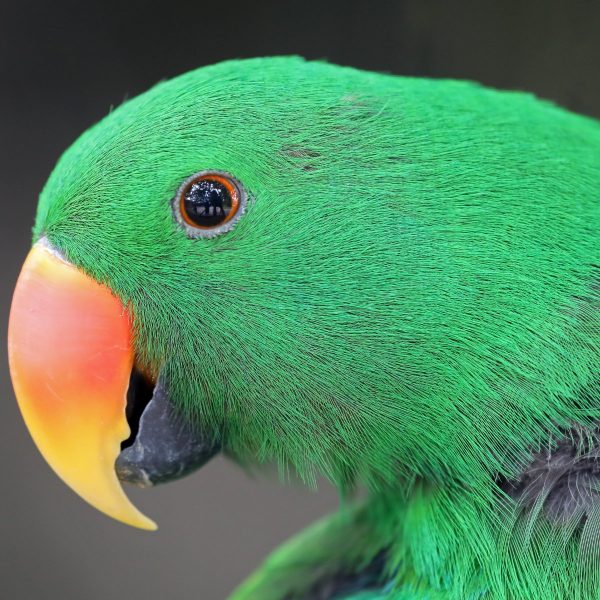 Setting The Record Straight About Feeding Eclectus Parrots