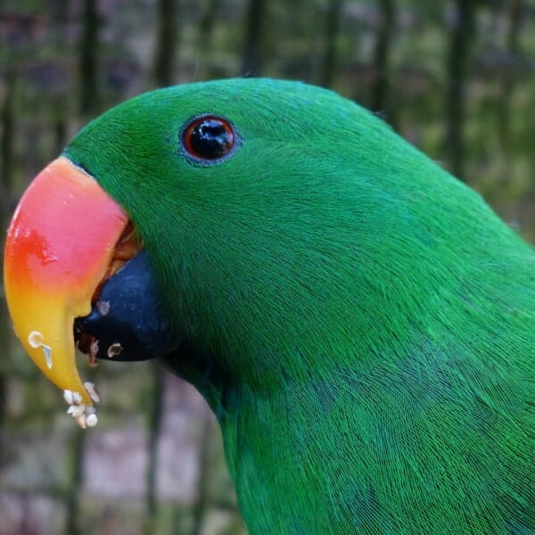 I’m Going Crazy & Broke Feeding My Eclectus Parrot – Helllp