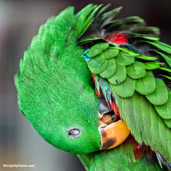 Are There Too Many Sunflower Seeds in Volkman Eclectus Food?