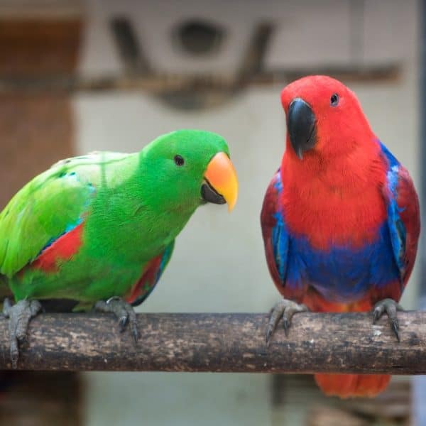 Why Are Bird Species Different Colors?  – Here Are 4 Examples
