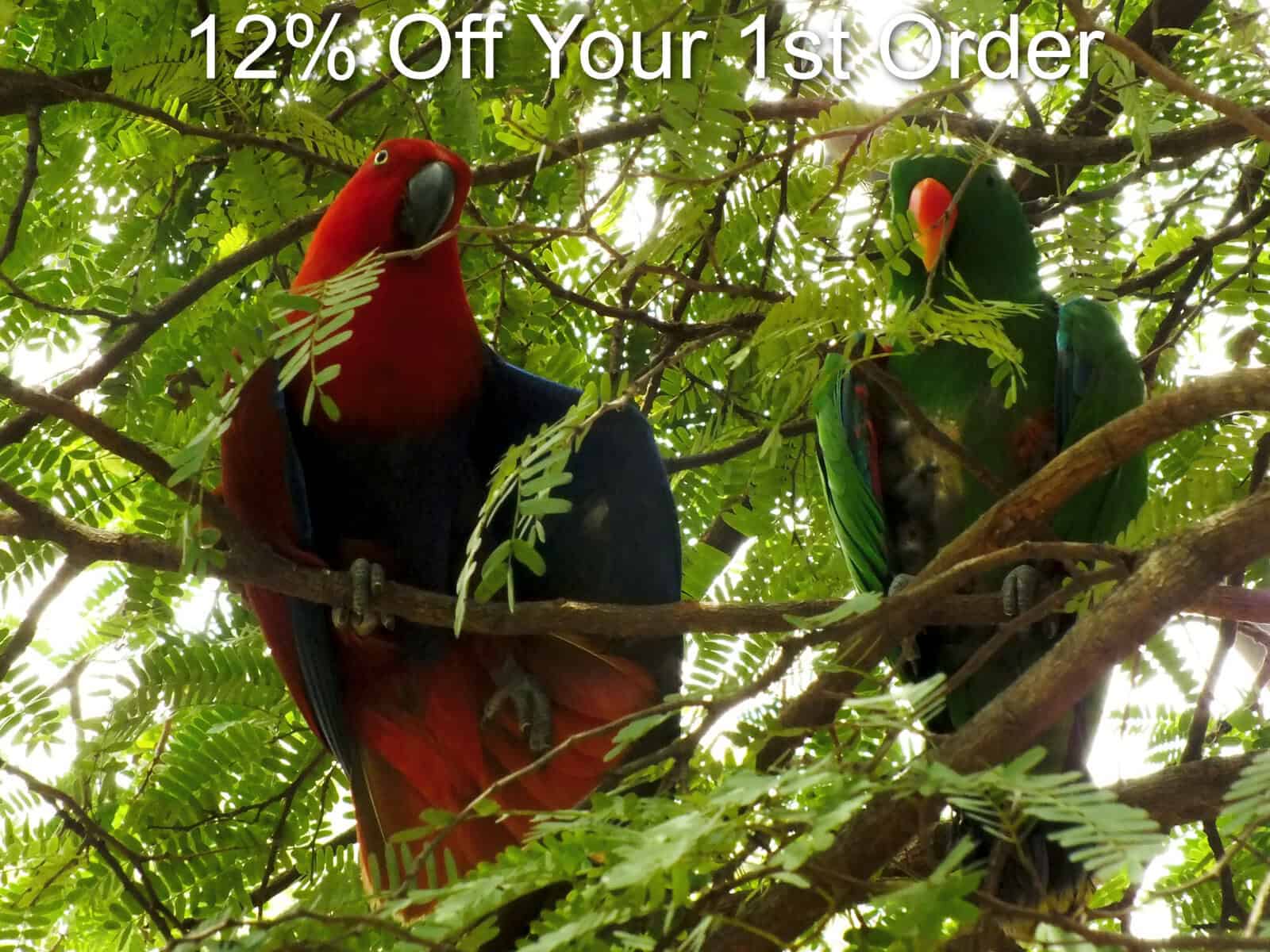 male and female eclectus parrots in the wild