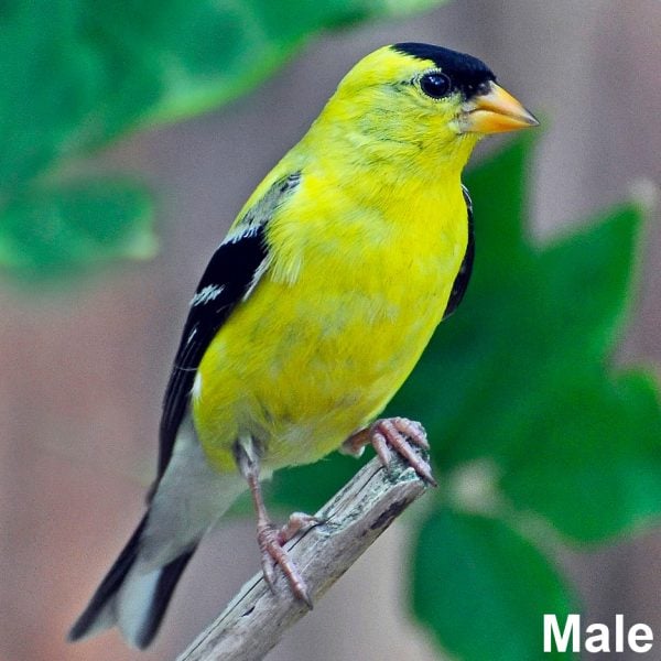 Male Goldfinch What Are the Characteristics of the American Goldfinch?