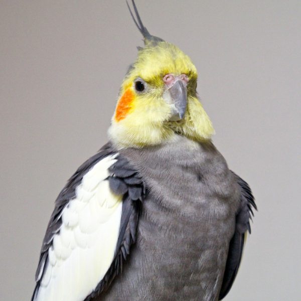 Solo grey male cockatiel