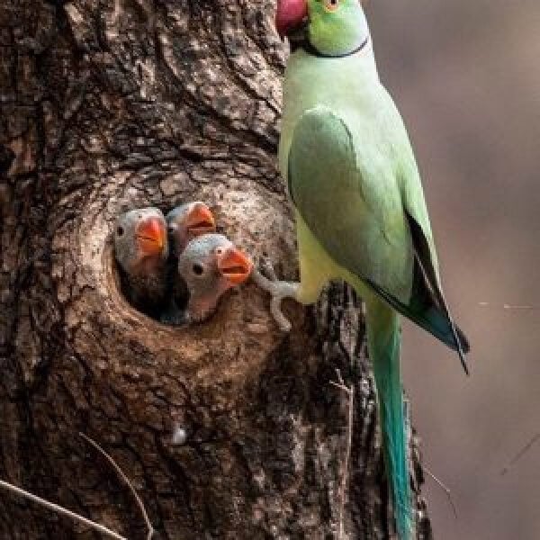 Exploring Indian Ringnecks