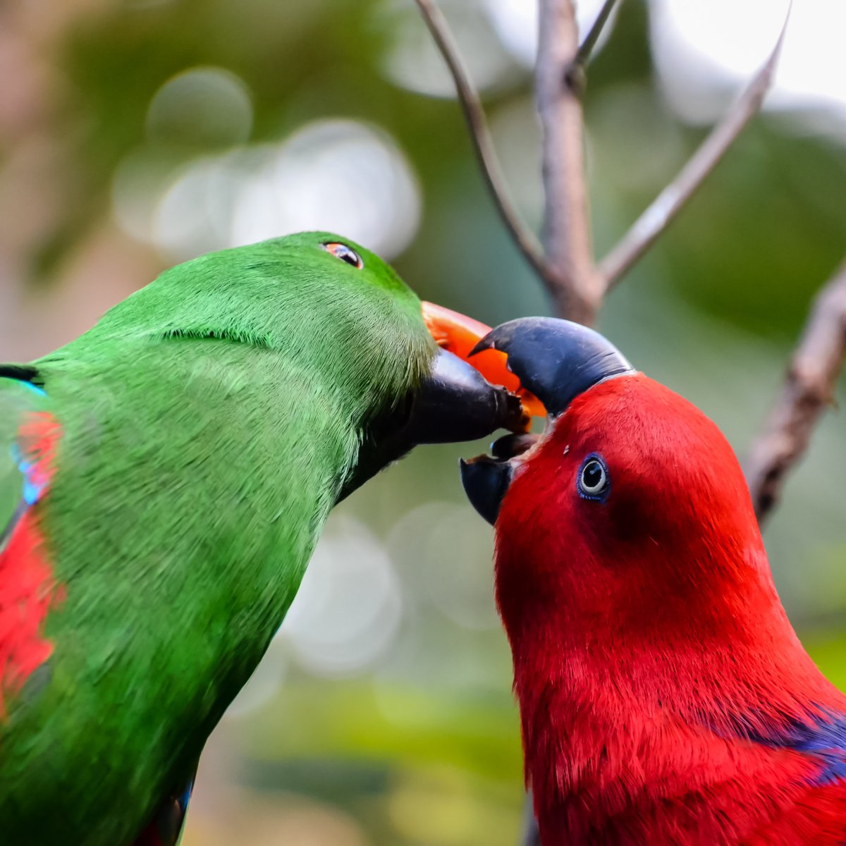 Lets Talk Sex and How Some Birds Give Away Their Sex by Feather Color