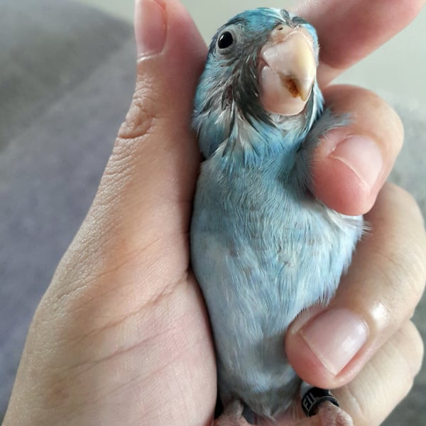 How Do I Stop My Parrotlet from Biting My Husband?