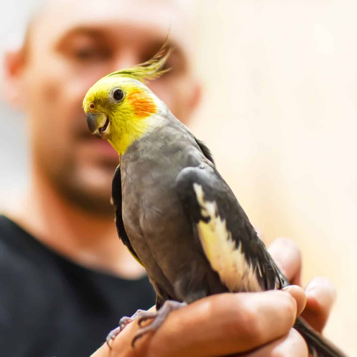 Is Sitting With My Bird While It Eats Healthy Human Behavior?