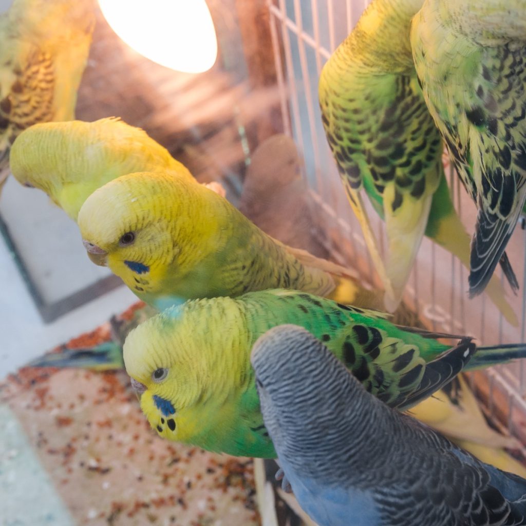 Is This a Proper Budgie Cage Set Up? - Windy City Parrot