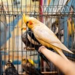 White cockatiel inside birdcage