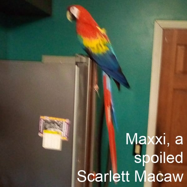 Scarlett macaw parrot on top of refrigerator