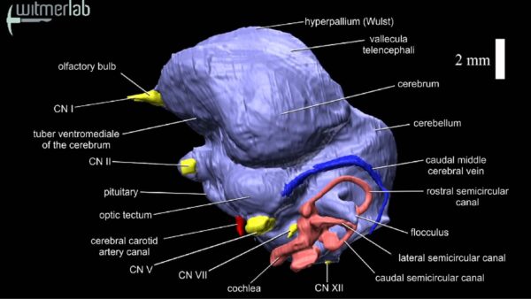 Avian brain