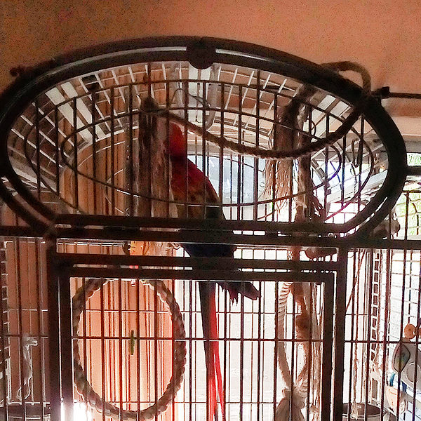 Scarlett macaw parrot in top of large birdcage