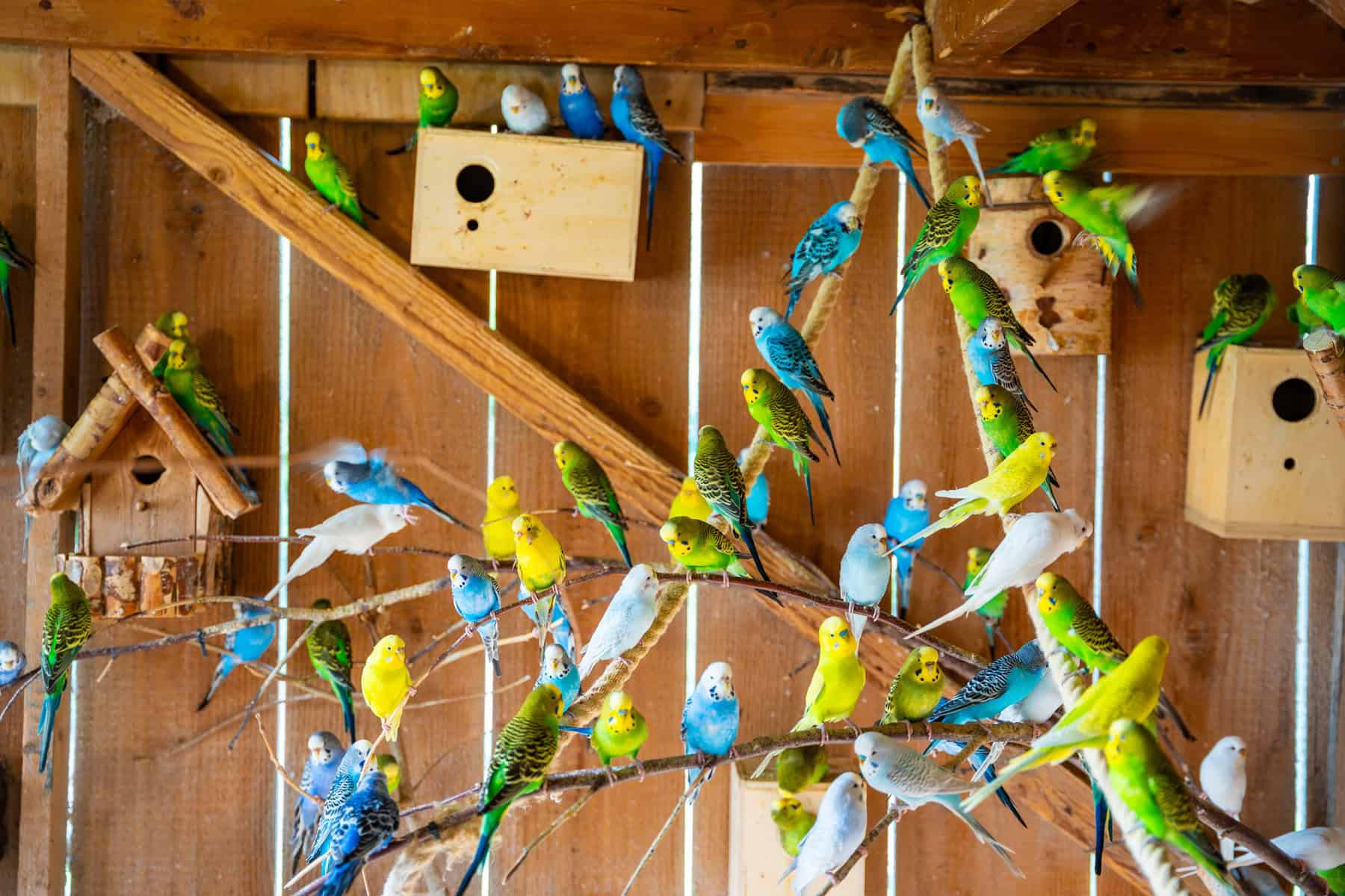 Problematic Budgies  Help!