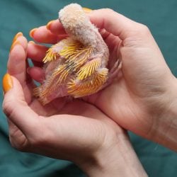 Baby parrot held in hands