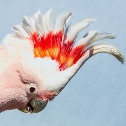 Close up Major Mitchell cockatoo head shot