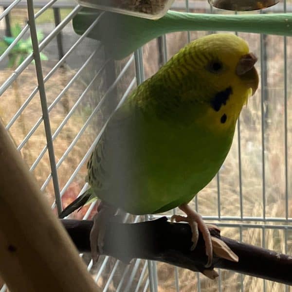 Should I Be Concerned About My 18 Month Old Budgies Cere?