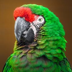 Close up Mexican military macaw