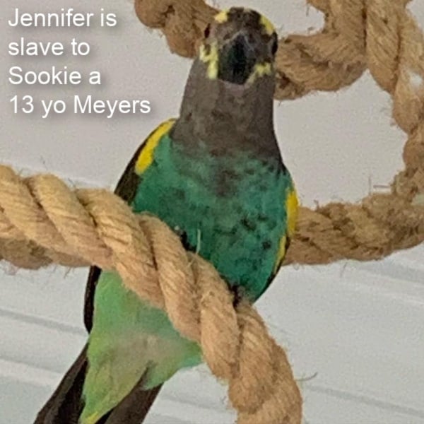 Meyers parrot on sisal rope perch