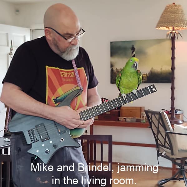 yellow naped amazon on guitar neck with man playing