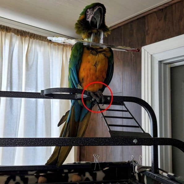 Why Did My 3 yo Milagold Macaw Start Plucking Out of the Blue?