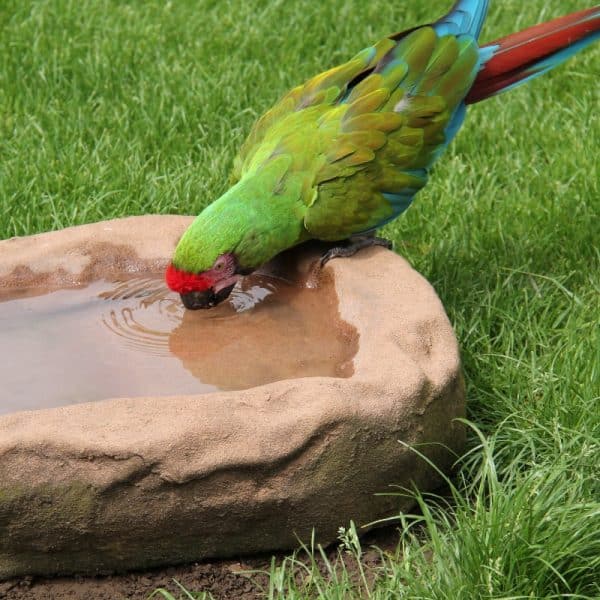 Military macaw drinking from water in a large stone