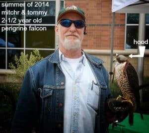 summer of 2014 mitchr & tommy 2-1/2 year old perigrine falcon
