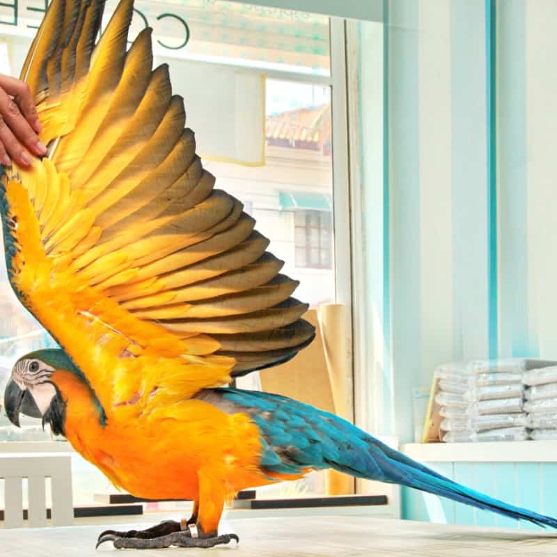 What is the Peril of Neglecting to Trim Your Pet Birds Wings?