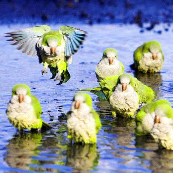 8 quaker parrots sitting in shallow water