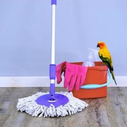 Sun conure perched on mop bucket with rubber gloves and rotary mop