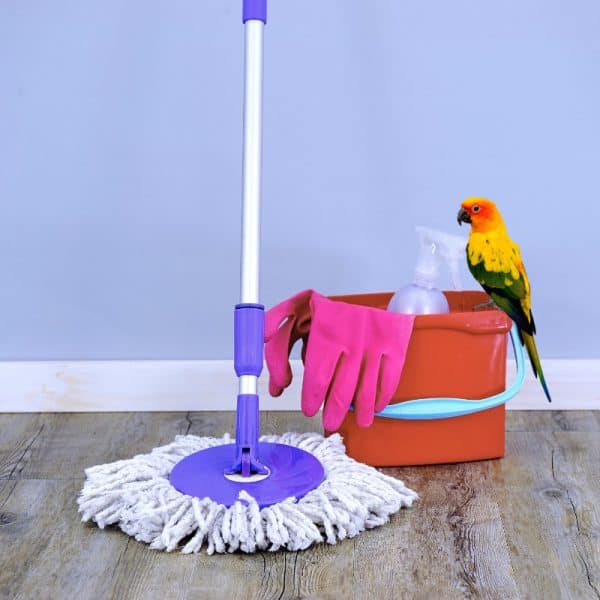 Sun conure perched on mop bucket with rubber gloves and rotary mop