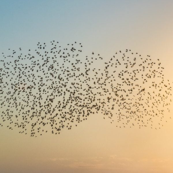 What Birds Teach Us About Life Like the Mystery of Murmurations