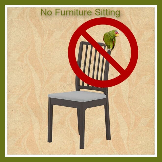 no bird sitting in furniture meme