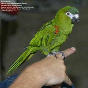 Are Mini Macaws The “Second Bananas” Of Macaws?