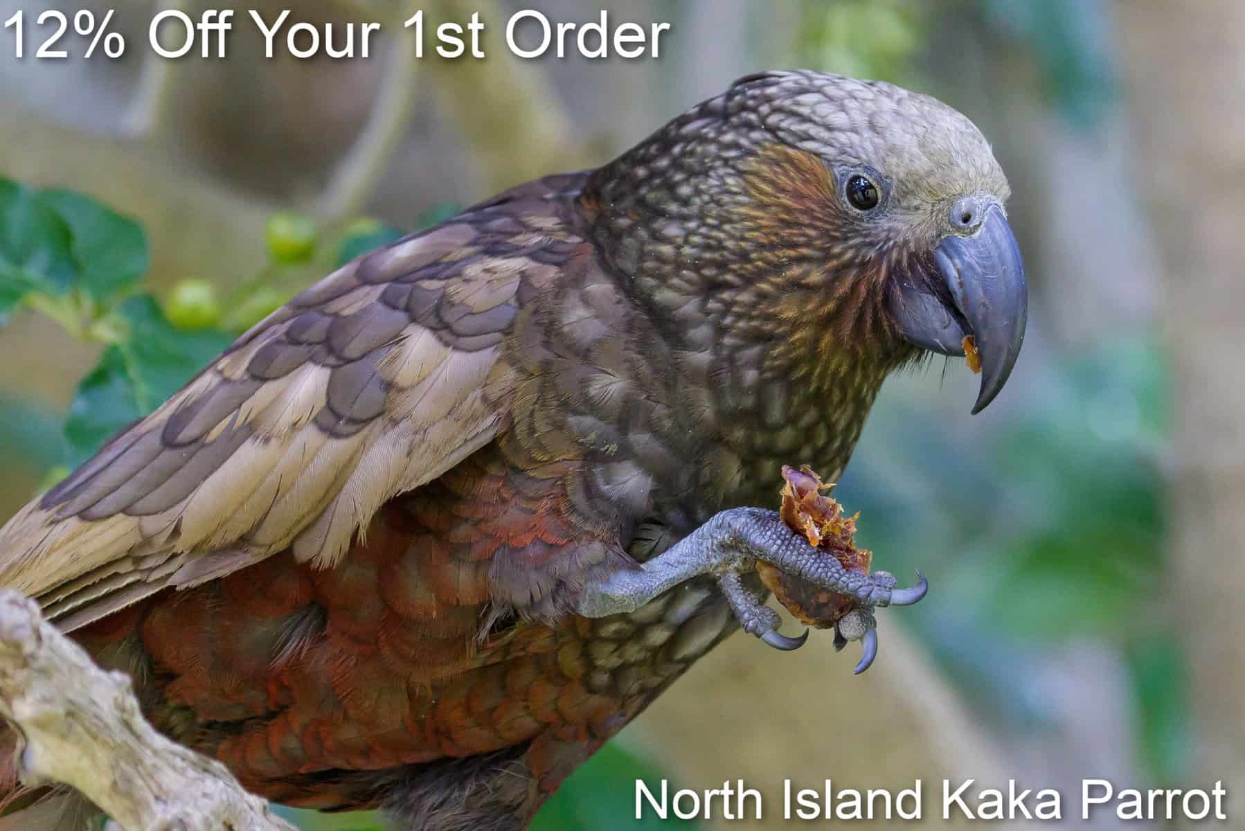 North Island Kaka parrot