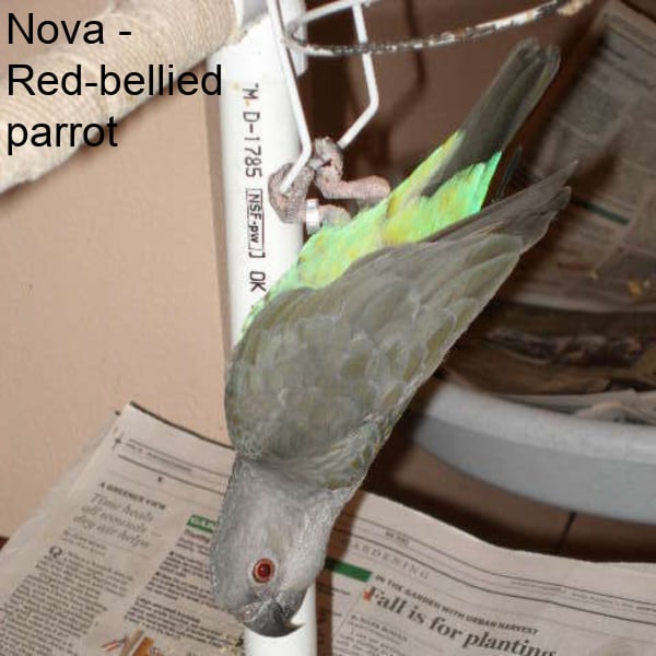 Nova - Red-bellied parrot hanging upside-down from birdcage