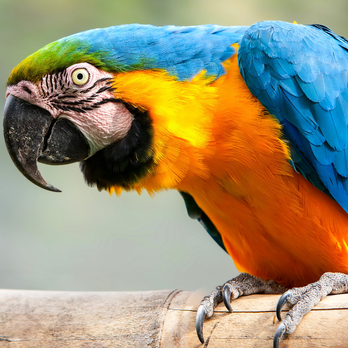 What Is the Life Expectancy of a Parrot?
