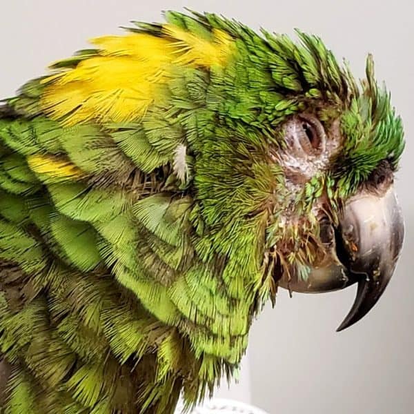 Why Is It That Parrots Live So Darn Long?