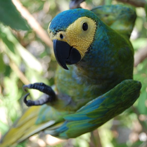 orange-bellied-macaw