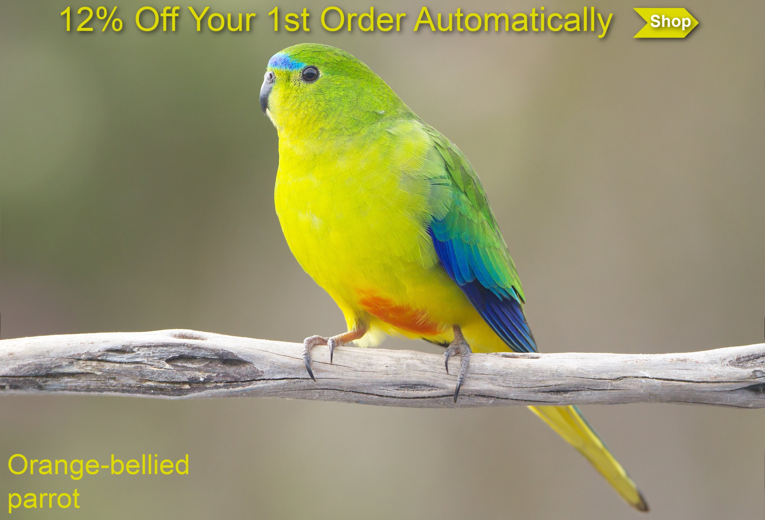 Orange-bellied parrot perched on thin branch