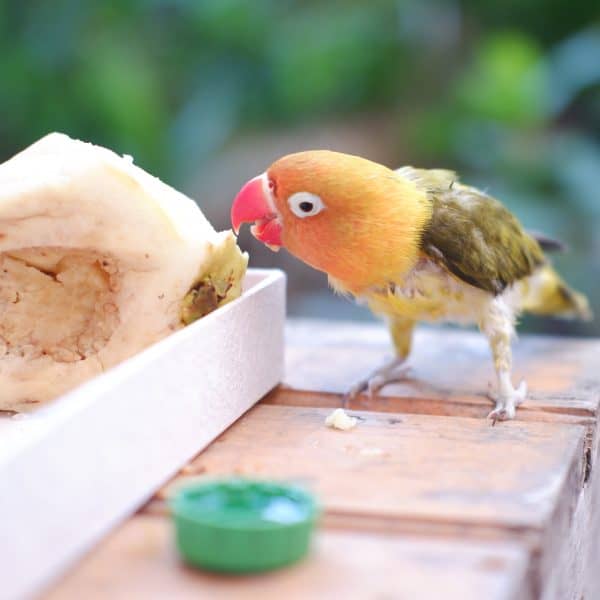 Lovebird foraging on fruit