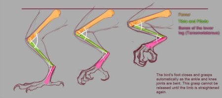 diagram of owls leg and foot structure