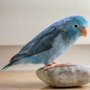 Does My Parrotlet Need a Full Spectrum Light Source?