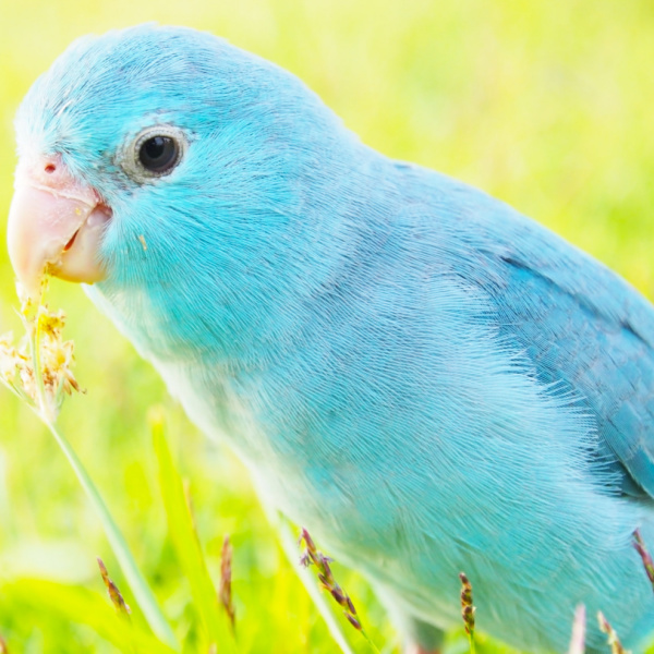 Blue Pacific Parrotlet Companionship For Parrotlets Introducing Blue Pacific Parrotlet Companionship For Parrotlets Introducing
