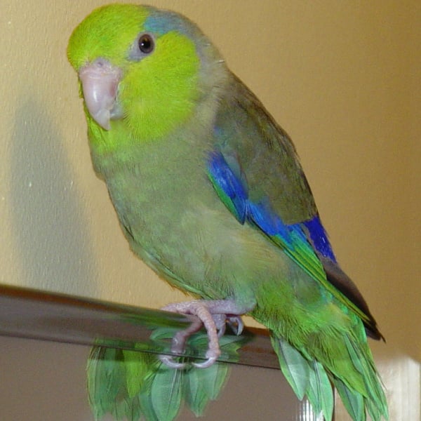 https://windycityparrot.com/wp-content/uploads/pacific-parrotlet-standing-on-top-of-mirror-frame.jpg