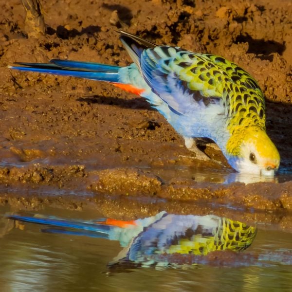 Pale headed rosella parakeet drinking from a pond